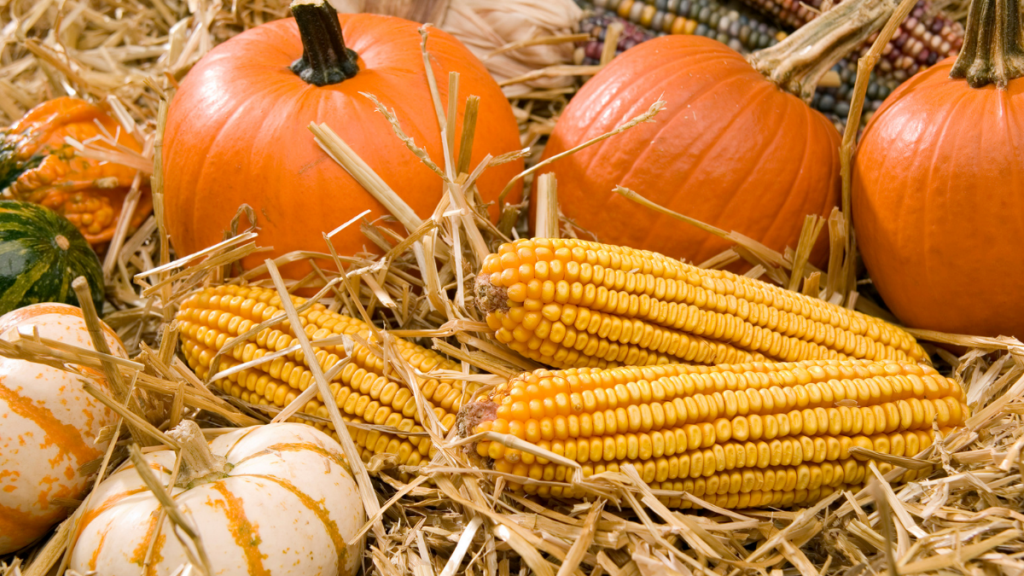 Farmers Market fall pumpkins and corn