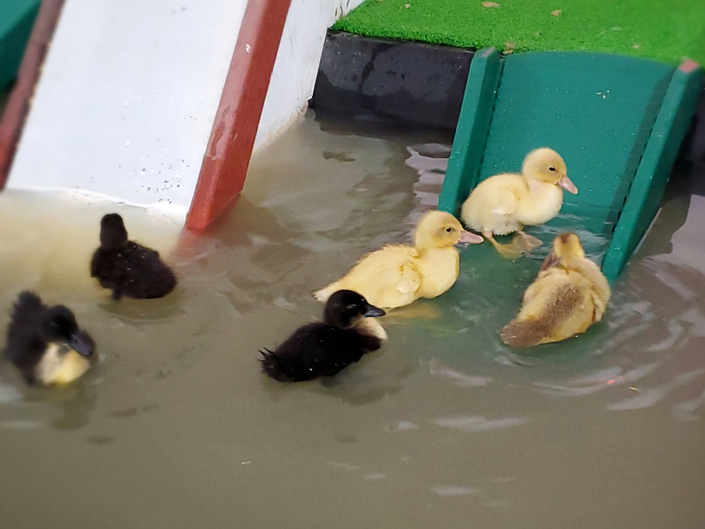 baby ducks on a slide at State Fair of Virginia