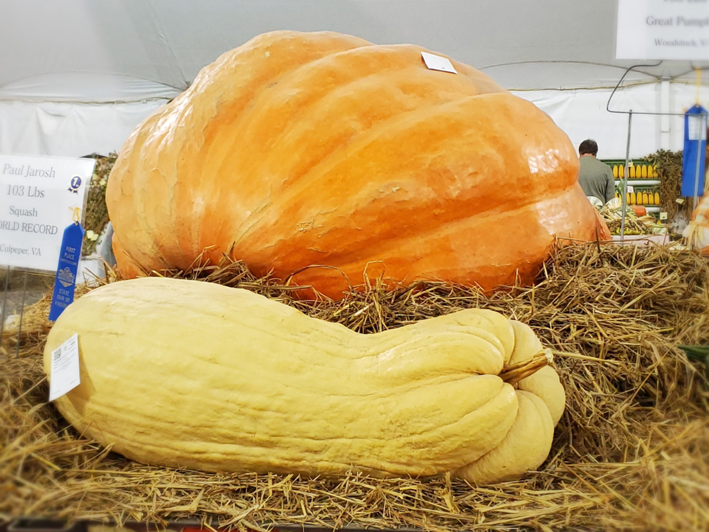 giant pumpkin and squash at State Fair of Virginia