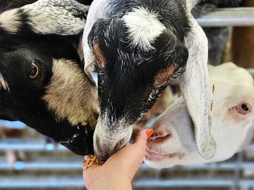 feeding baby goats at State Fair of Virginia